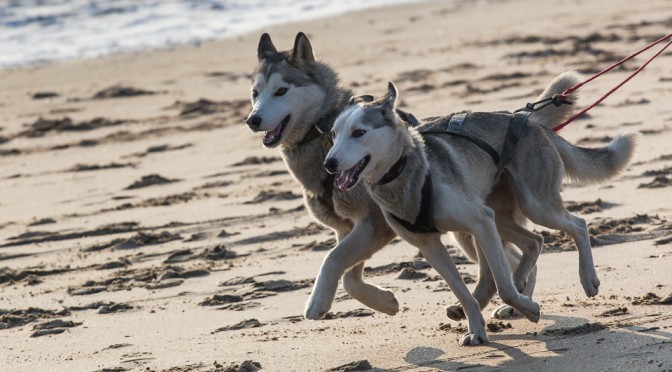 Sled Dogs