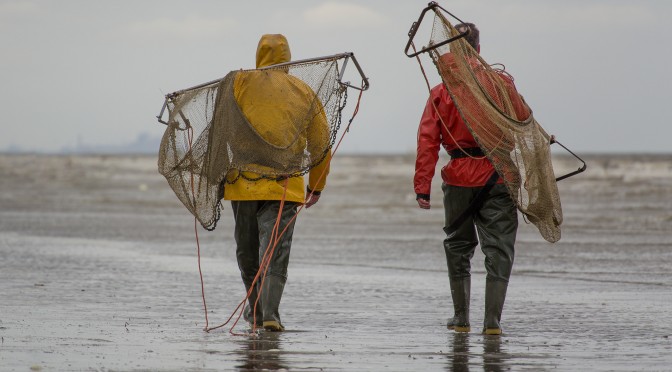 Pêcheurs de crevettes à pied