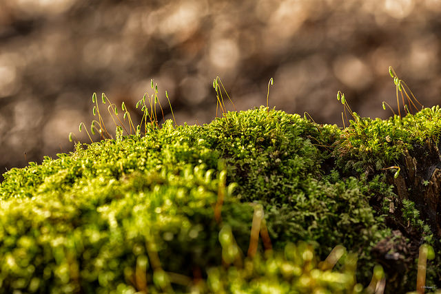 Forêt de Soignes