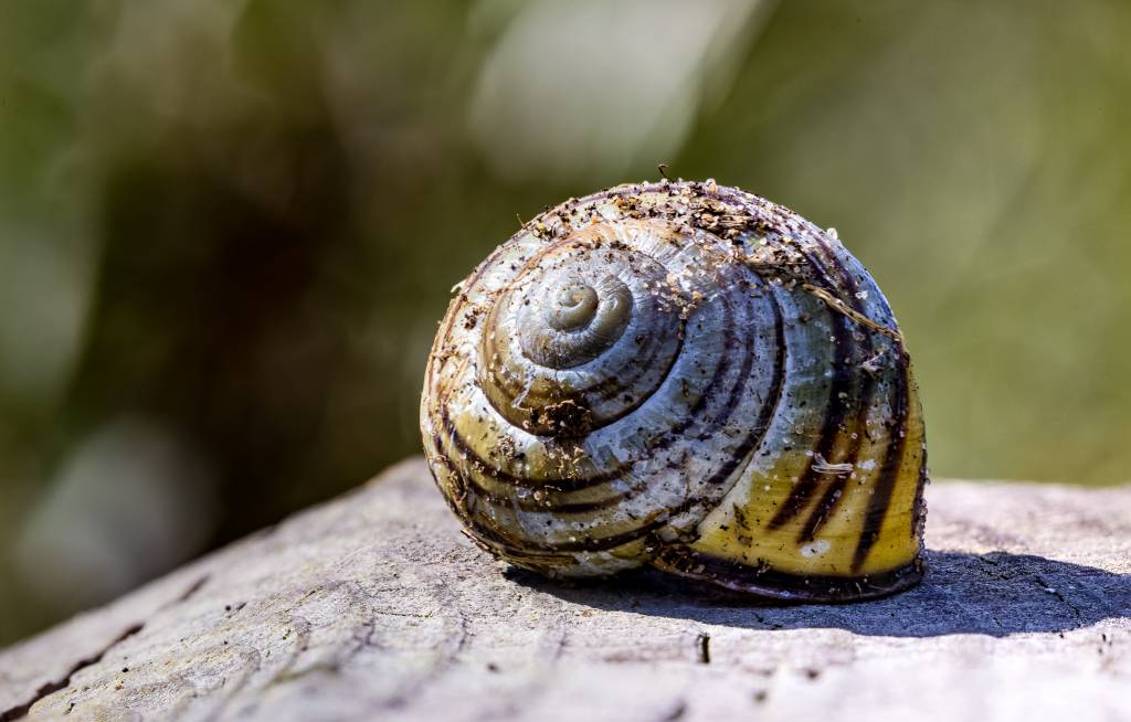 Macro : Premiers essais …