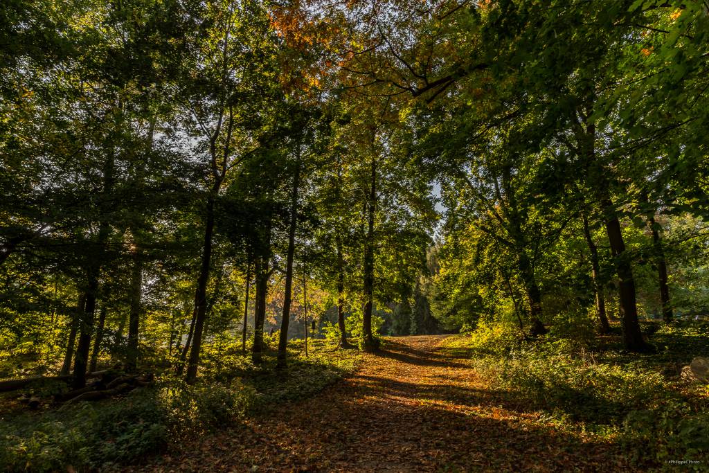 Automne au parc de Woluwé