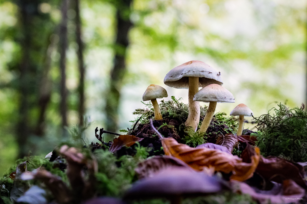 Mushrooms : Before/After