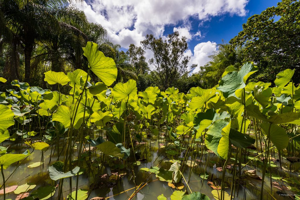 Le jardin botanique de Pamplemousses