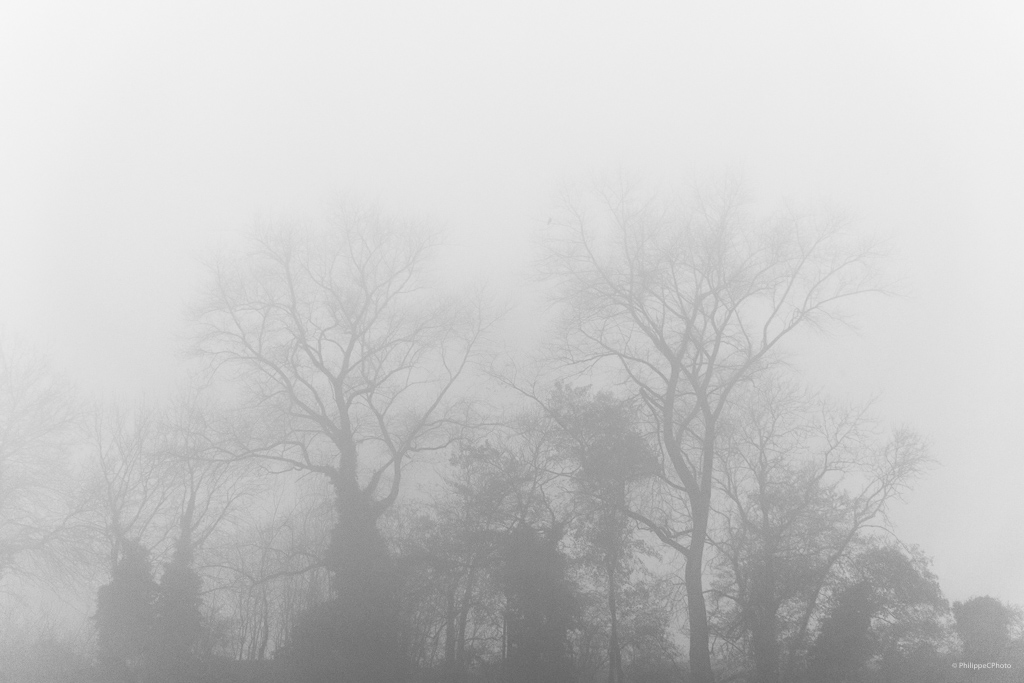 Misty Morning
