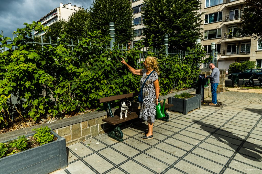 Potager Urbain #10 Autour de Marguerite