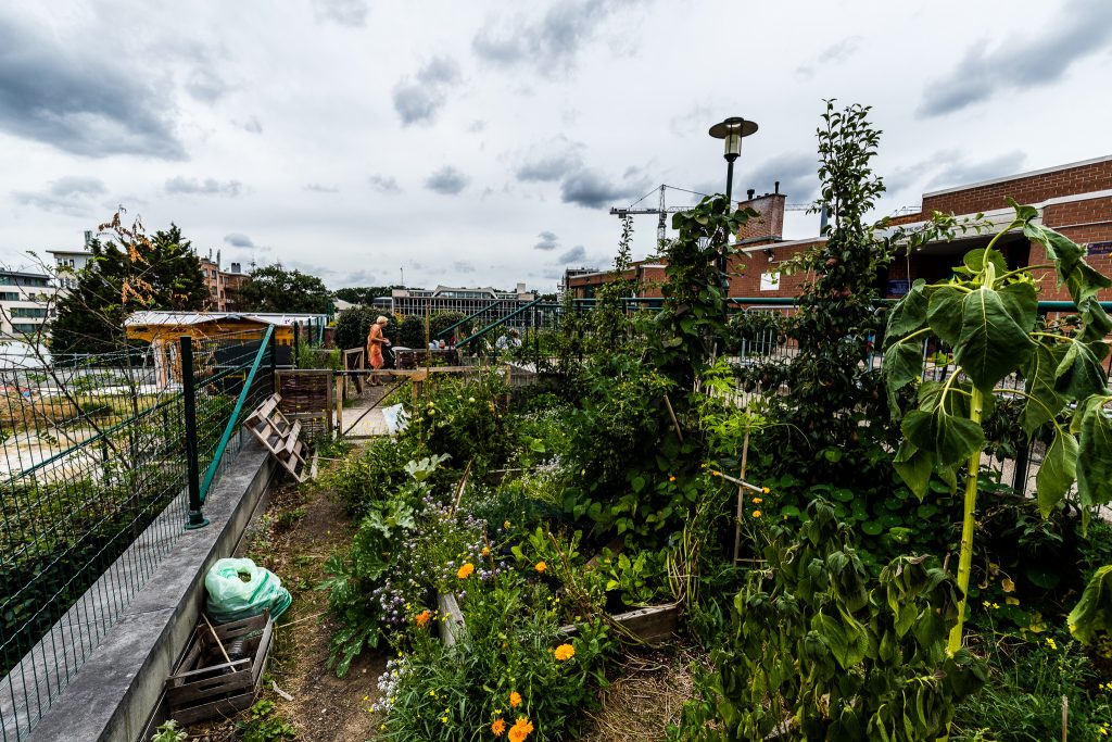 Potager Urbain #13 Potajoie