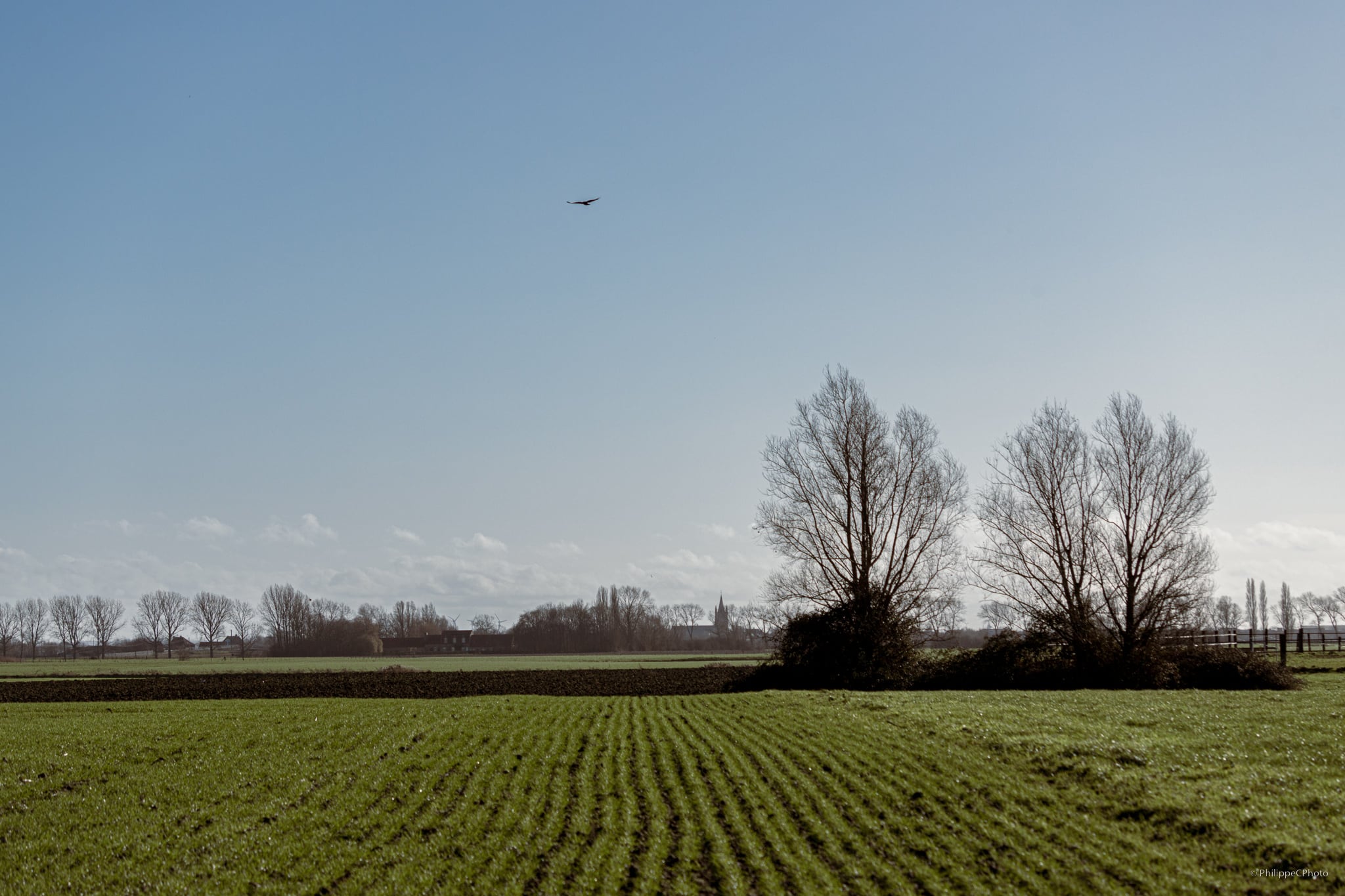 Les champs des Flandres (Jan 2023)